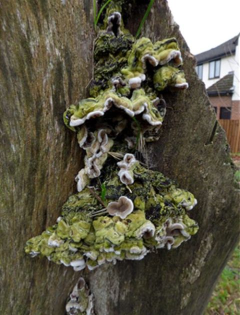 Growing on bark-less Norway maple in Billericay, Essex